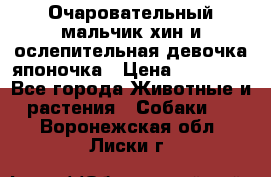Очаровательный мальчик хин и ослепительная девочка японочка › Цена ­ 16 000 - Все города Животные и растения » Собаки   . Воронежская обл.,Лиски г.